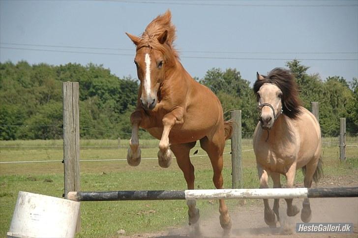 New Forest Magic skønager!<3 - Springene skønhed! :D -Billed taget af: Freia jJensen yy :D billede 6