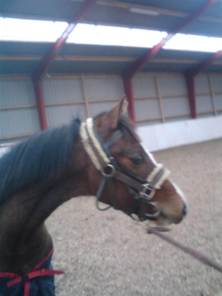 Dansk Varmblod Søballegårds Amazing  Choco - fine lille coco<´33 billede 2