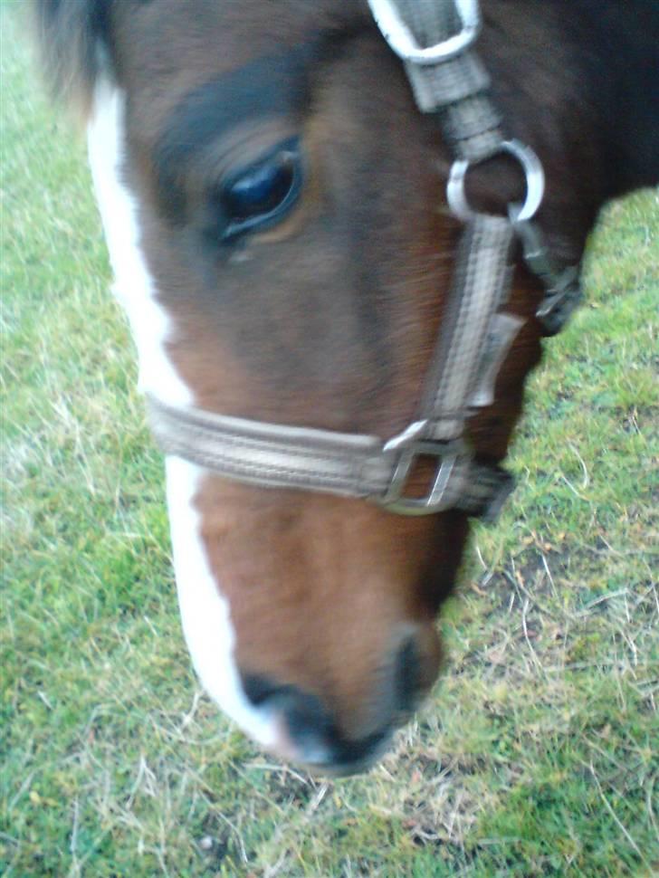 Dansk Varmblod Søballegårds Amazing  Choco - fint hovede!!<´33 billede 3