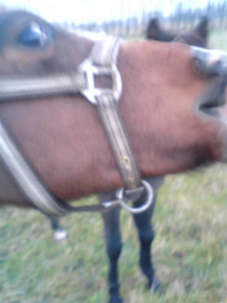 Dansk Varmblod Søballegårds Amazing  Choco - lidt føllet er han jo, han skal jo bide lidt billede 4