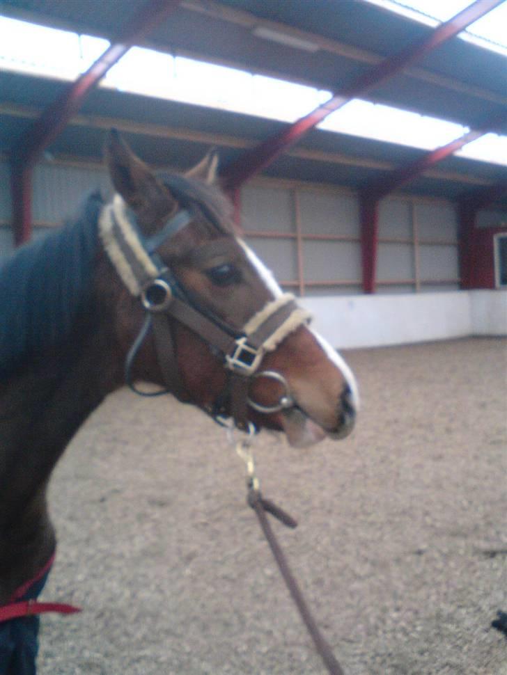 Dansk Varmblod Søballegårds Amazing  Choco - han er jo lækker! billede 5