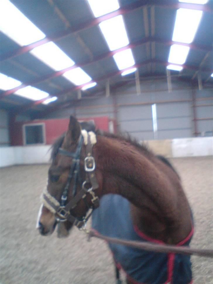 Dansk Varmblod Søballegårds Amazing  Choco - også fin fra siden!! billede 6