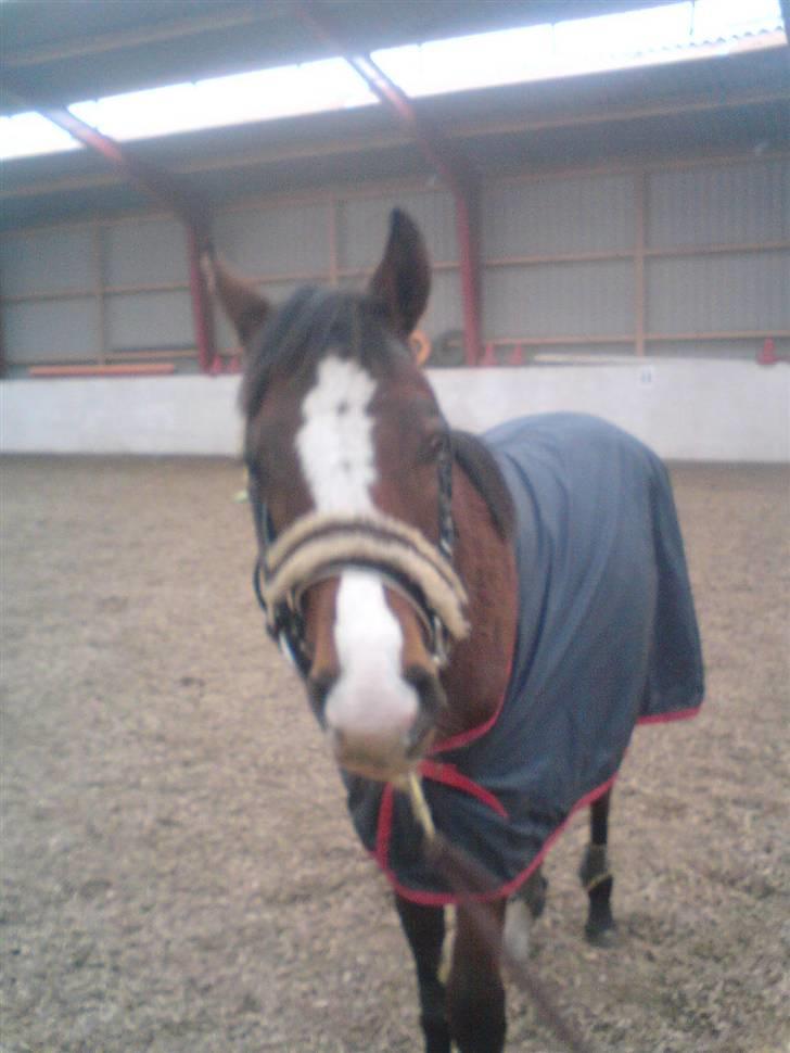 Dansk Varmblod Søballegårds Amazing  Choco - hej ale samm´n billede 8