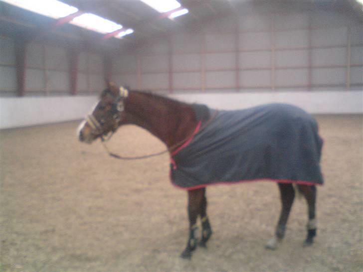 Dansk Varmblod Søballegårds Amazing  Choco - fin er han med tæppe og hovedtøj! billede 10