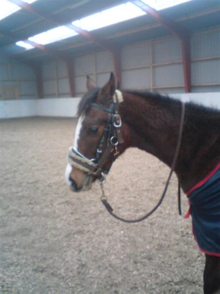 Dansk Varmblod Søballegårds Amazing  Choco - vi kan skam godt have bid i munden!! billede 11