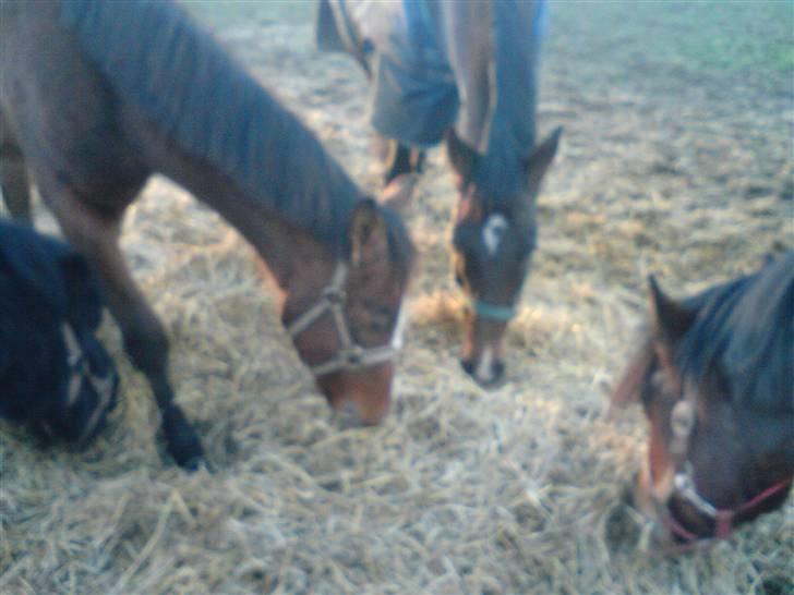 Dansk Varmblod Søballegårds Amazing  Choco - coco, Elonia, *Polle*<3 billede 13