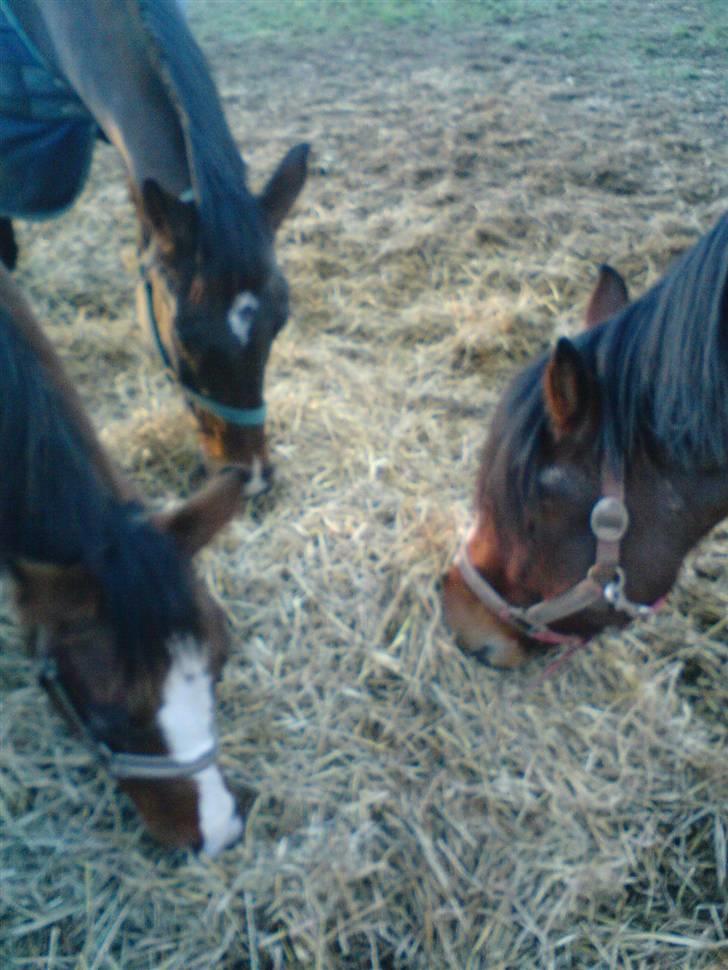 Dansk Varmblod Søballegårds Amazing  Choco - Coco er længst til venstre, i midten hans mor- Storkbroens Elonia og tl højre Langmarksgårds Destiny<3 billede 14