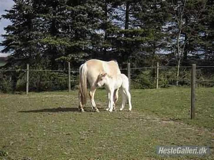 Fjordhest Ågårdens Felix <3 - Moar .... Felix her som helt lille bitte . billede 6