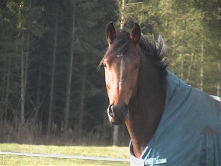 Hollandsk Varmblod Sir William Catsburg  - er jeg ikke lækker? billede 2