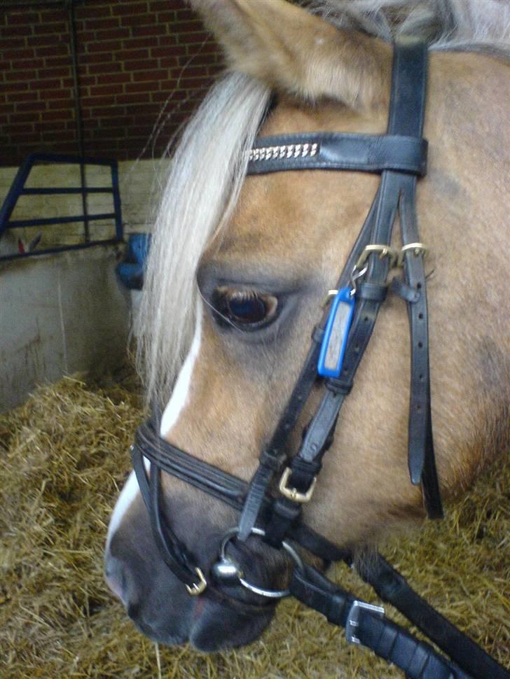 Anden særlig race Jamaica(red før sommer08) - Har lige været ude og ride XD foto: mig billede 5