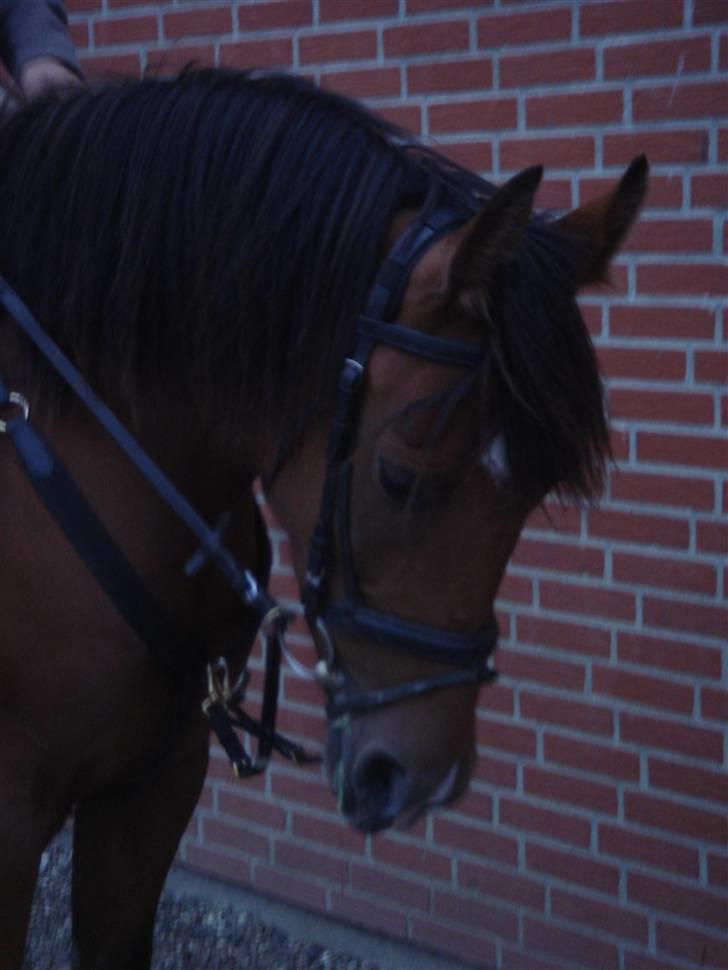 Anden særlig race Jasmin <3 - jasmin <3  billede 1