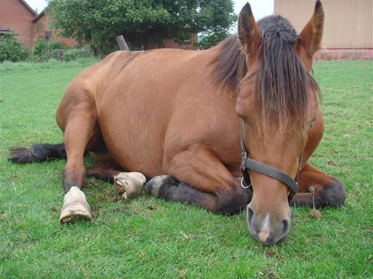 Anden særlig race Jasmin <3 - lige en slapper <3 2007 billede 4