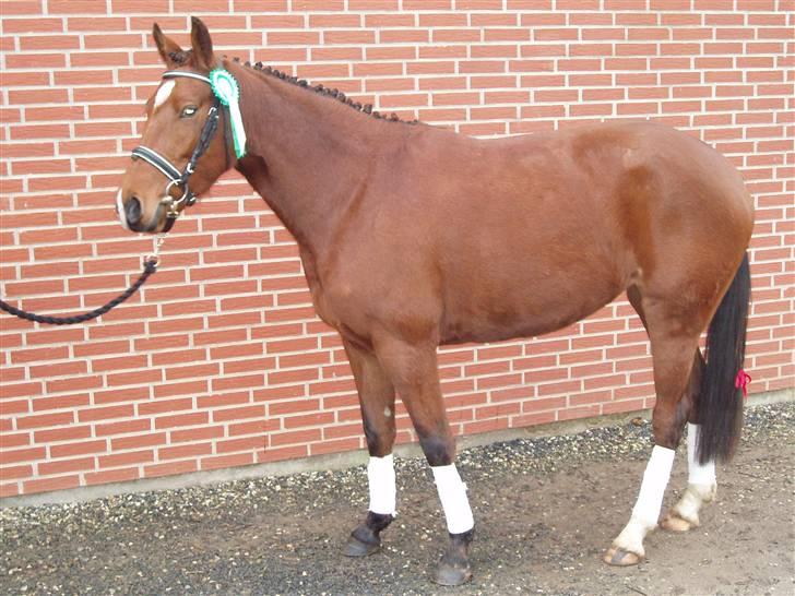 Anden særlig race Jasmin <3 billede 7