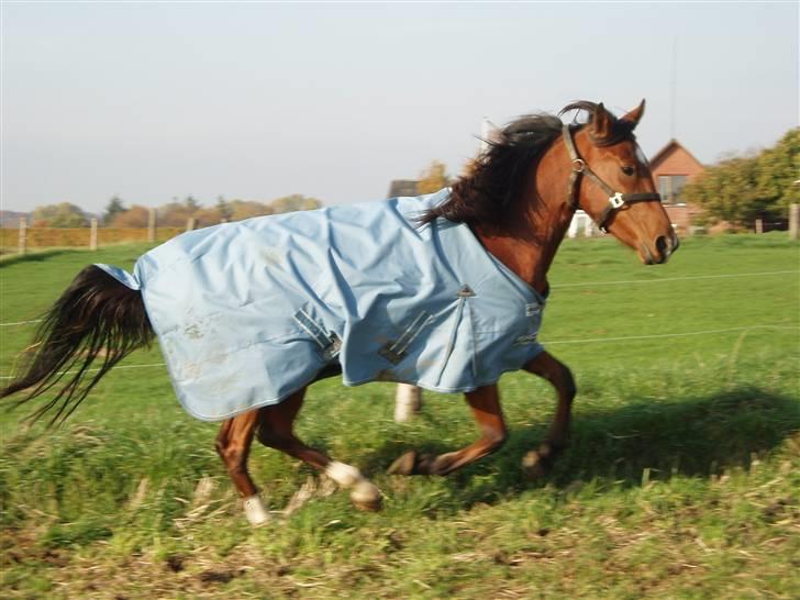 Anden særlig race Jasmin <3 - på marken <3  billede 8