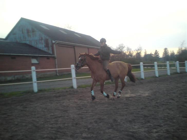 Anden særlig race Shadow af Grandlygard RIP - #11 Sammen kunne vi alt minskat.. Jeg elsker dig.. billede 11