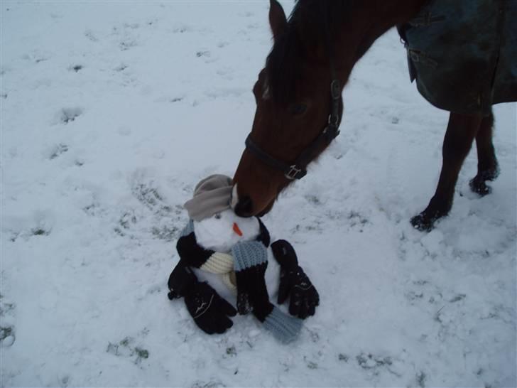 Anden særlig race Jasmin <3 - i sneen  billede 9