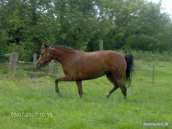 Anden særlig race Jasmin <3 - .. billede 10