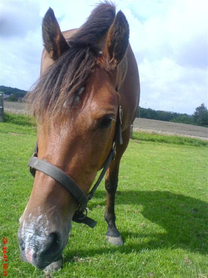 Anden særlig race Jasmin <3 - nåe. skat, hvad har du da på mulen? <3  billede 12