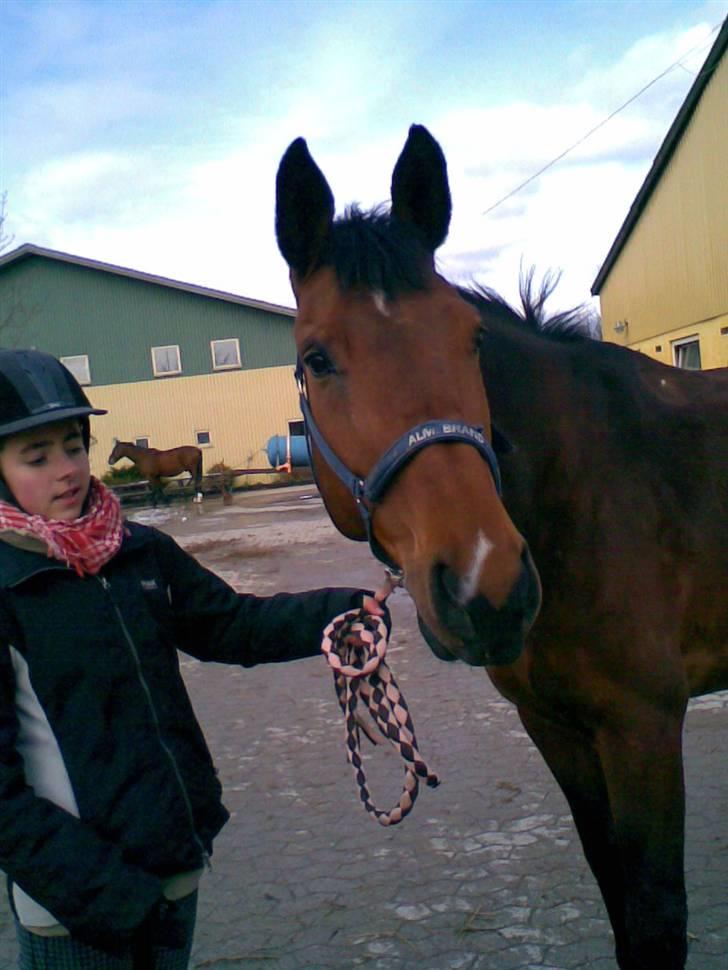 Anden særlig race Gylden  - Foto: Mille billede 10