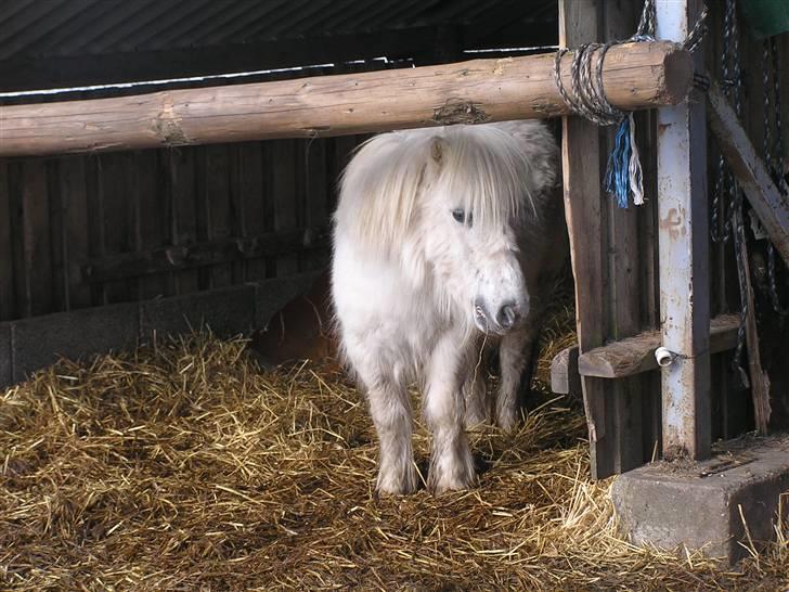 Shetlænder Maja R.I.P. - Maja marts 08´ billede 1