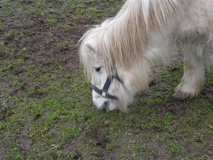 Shetlænder Maja R.I.P. - Hendes lille meget pelsede hoved :) billede 5