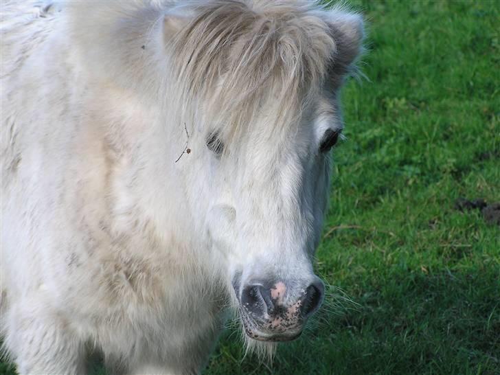 Shetlænder Maja R.I.P. - Man kan rigtig se hendes små lyserøde pletter på mulen her :) billede 7