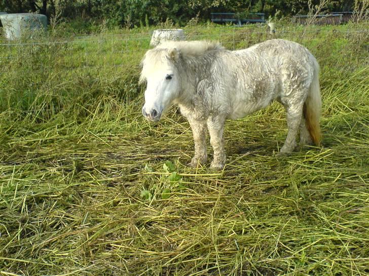 Shetlænder Maja R.I.P. - Maja 2005 tror jeg ? :P billede 8