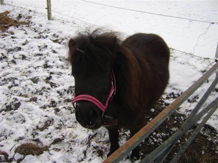 Shetlænder tøzen ( solgt) :I - i snen  < 3  taget af mig billede 16