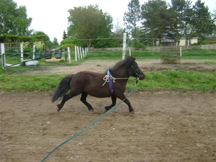 Shetlænder tøzen ( solgt) :I - tøsen fede trav taget af mig xD billede 17