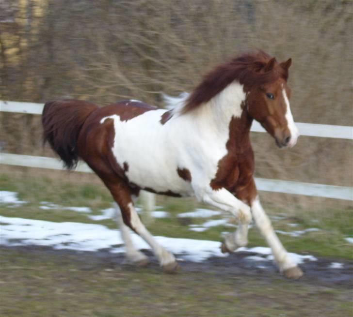 Anden særlig race min prins martell. billede 15