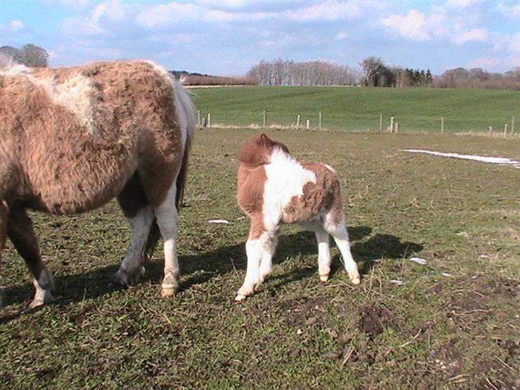 Dansk Miniature Hovvejens Duchess *solgt* billede 3