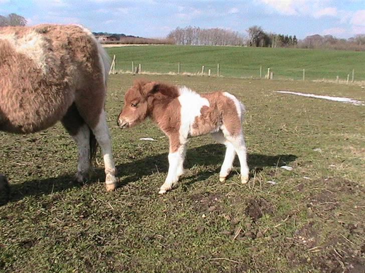 Dansk Miniature Hovvejens Duchess *solgt* billede 4