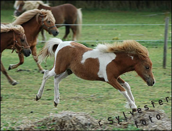 Dansk Miniature Hovvejens Duchess *solgt* billede 5