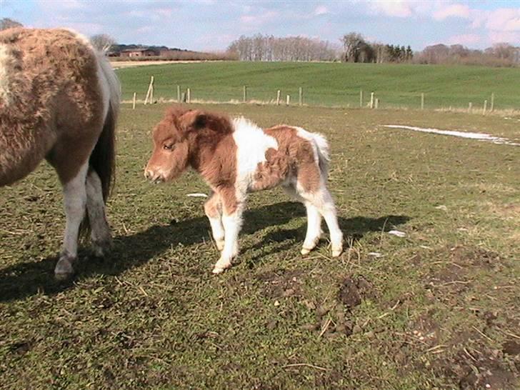 Dansk Miniature Hovvejens Duchess *solgt* billede 6