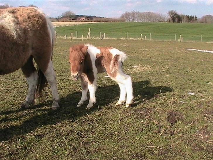 Dansk Miniature Hovvejens Duchess *solgt* billede 7