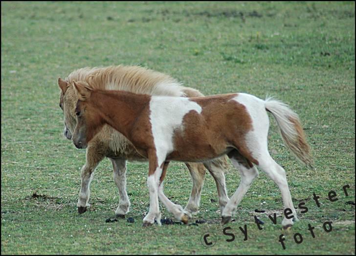 Dansk Miniature Hovvejens Duchess *solgt* billede 8