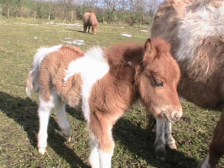 Dansk Miniature Hovvejens Duchess *solgt* billede 9
