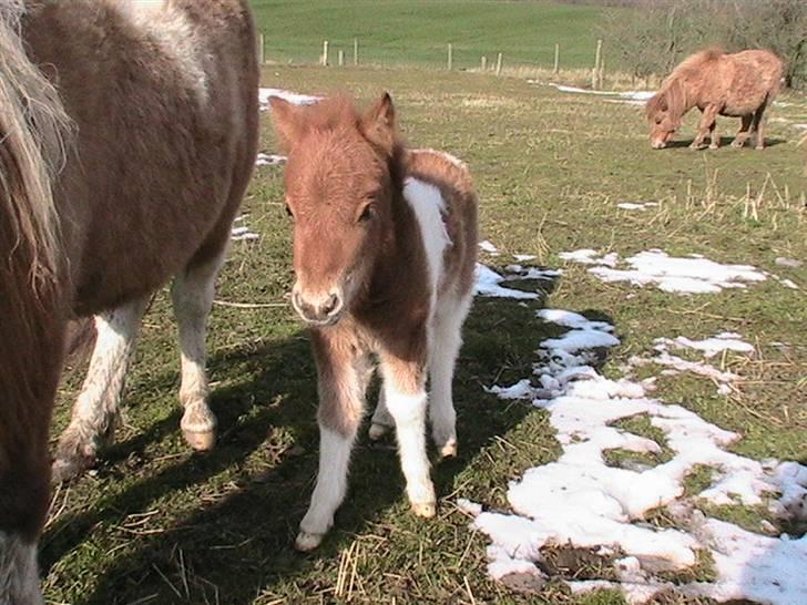 Dansk Miniature Hovvejens Duchess *solgt* billede 10