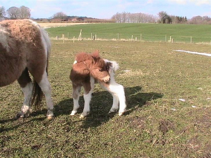 Dansk Miniature Hovvejens Duchess *solgt* billede 11