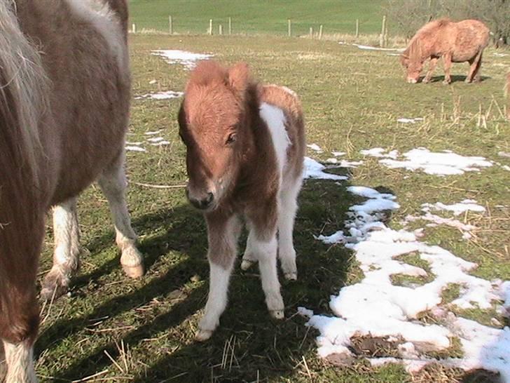 Dansk Miniature Hovvejens Duchess *solgt* billede 12