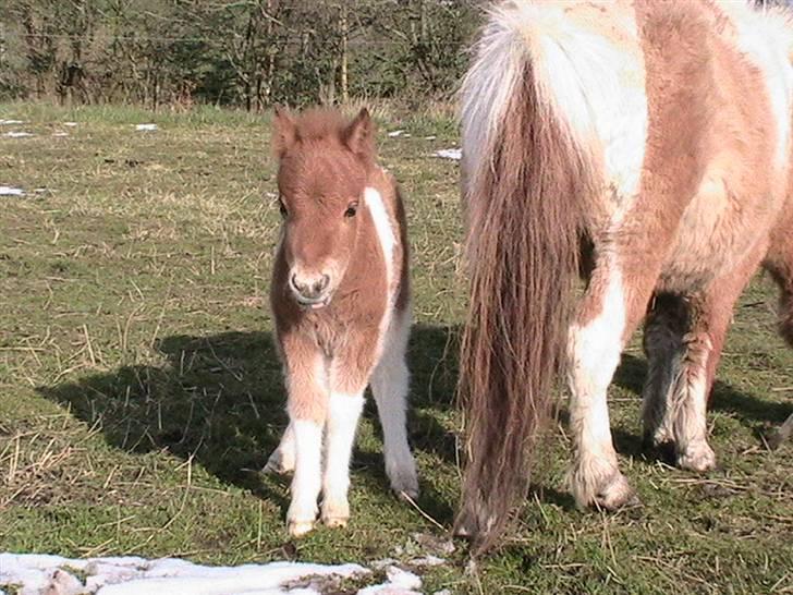 Dansk Miniature Hovvejens Duchess *solgt* billede 13