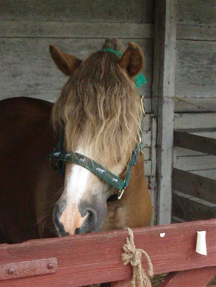 Anden særlig race Tjartie <3 - Tjartie <3 billede 1