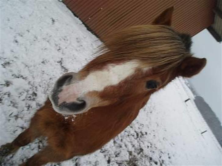 Anden særlig race Tjartie <3 - I snen :) <3  billede 2