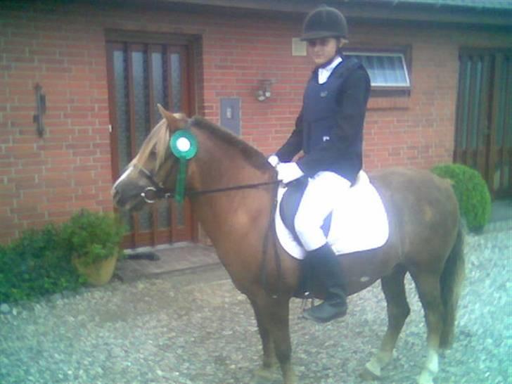 Anden særlig race Tjartie <3 - spring stævne . <3  billede 5