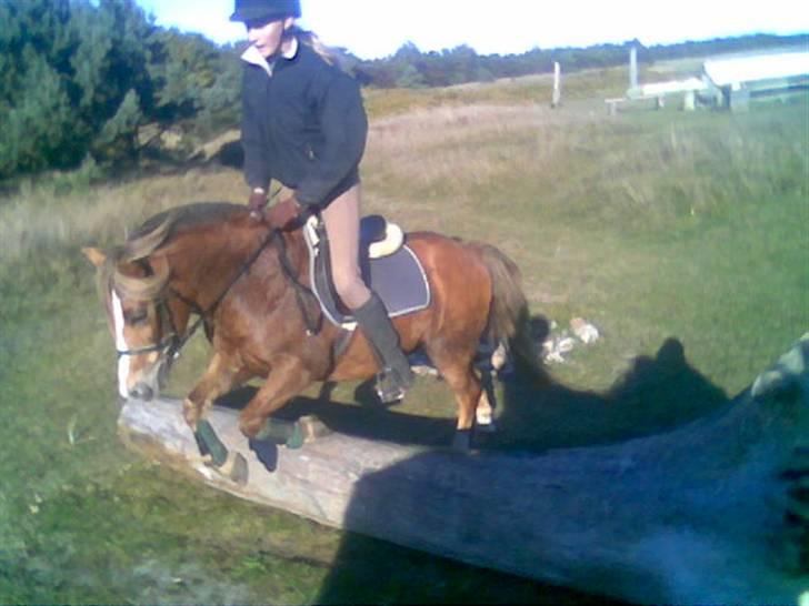 Anden særlig race Tjartie <3 - Spring, på stranden 2005 <3 billede 7