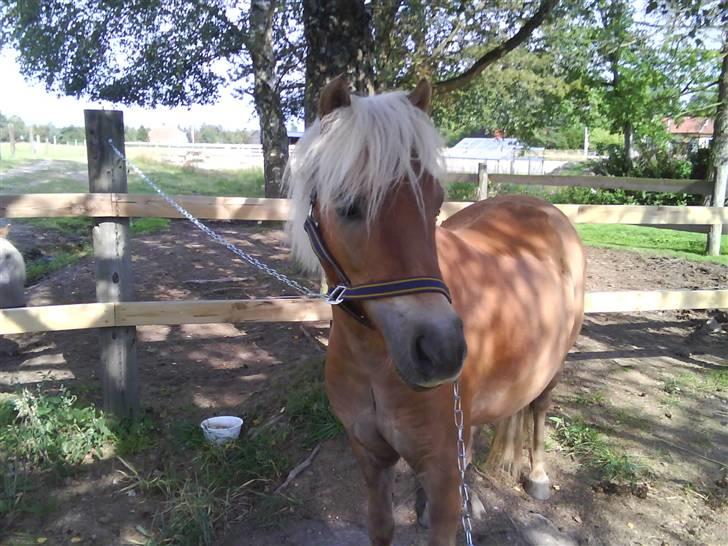 Shetlænder Frode (: *SOLGT OG SAVNES!!!!* - Velkommen til Frodes profil. 
-Der er oprettet 20 billeder - måde gamle og nye.(-: billede 1