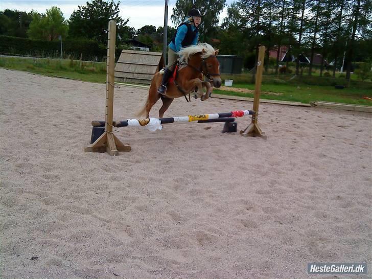 Shetlænder Frode (: *SOLGT OG SAVNES!!!!* - Frode & Trine (: billede 2