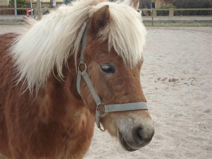 Shetlænder Frode (: *SOLGT OG SAVNES!!!!* - Ridebanen. billede 3