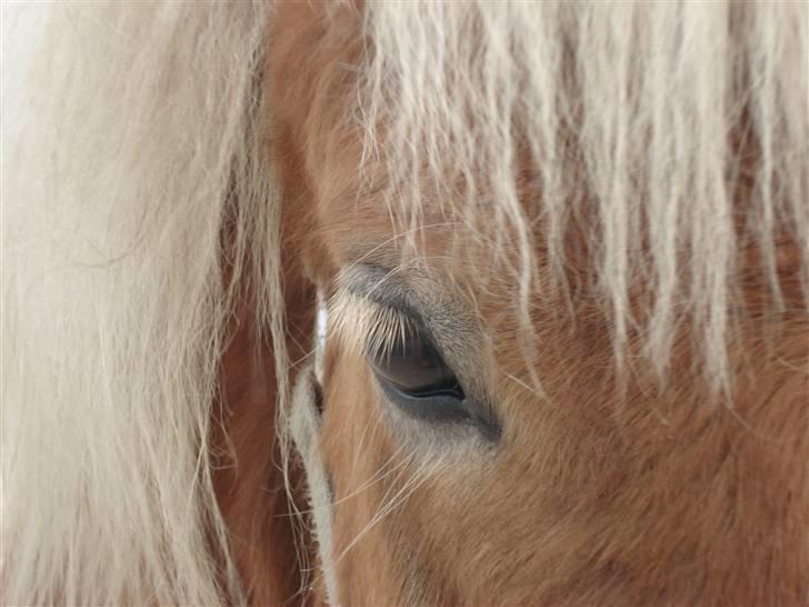 Shetlænder Frode (: *SOLGT OG SAVNES!!!!* - *Øjne siger alt.* billede 4