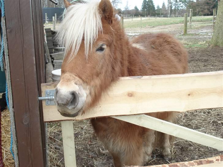 Shetlænder Frode (: *SOLGT OG SAVNES!!!!* - (-: billede 5